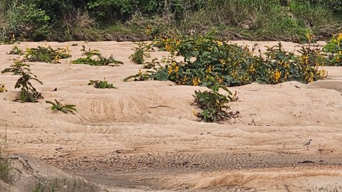 Jazida de Areia Grossa, Media, Fina e Seixo 8