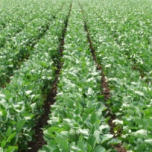 Conexão Agrícola